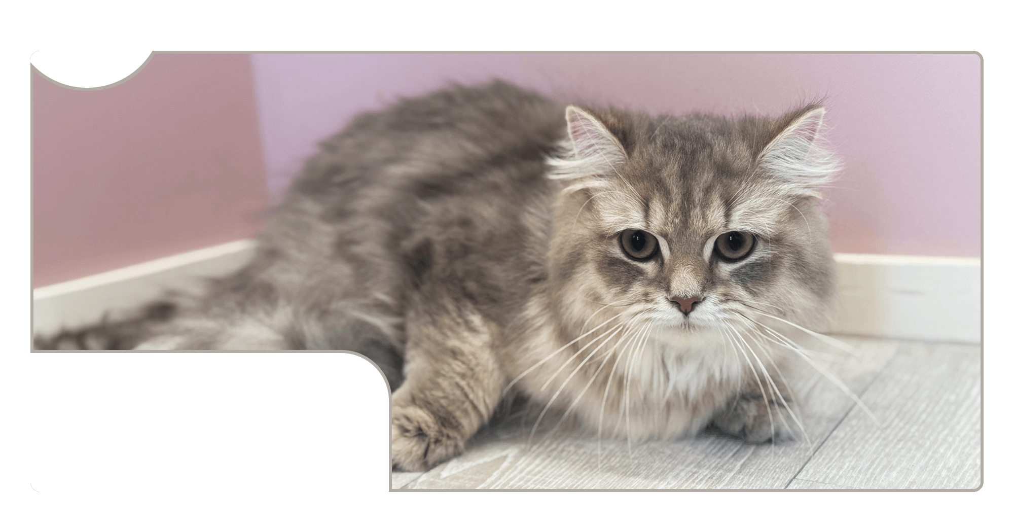 美しく、健やかに。その子らしく。猫のグルーミングを中心に、ペットホテル・ブリーディングまで。