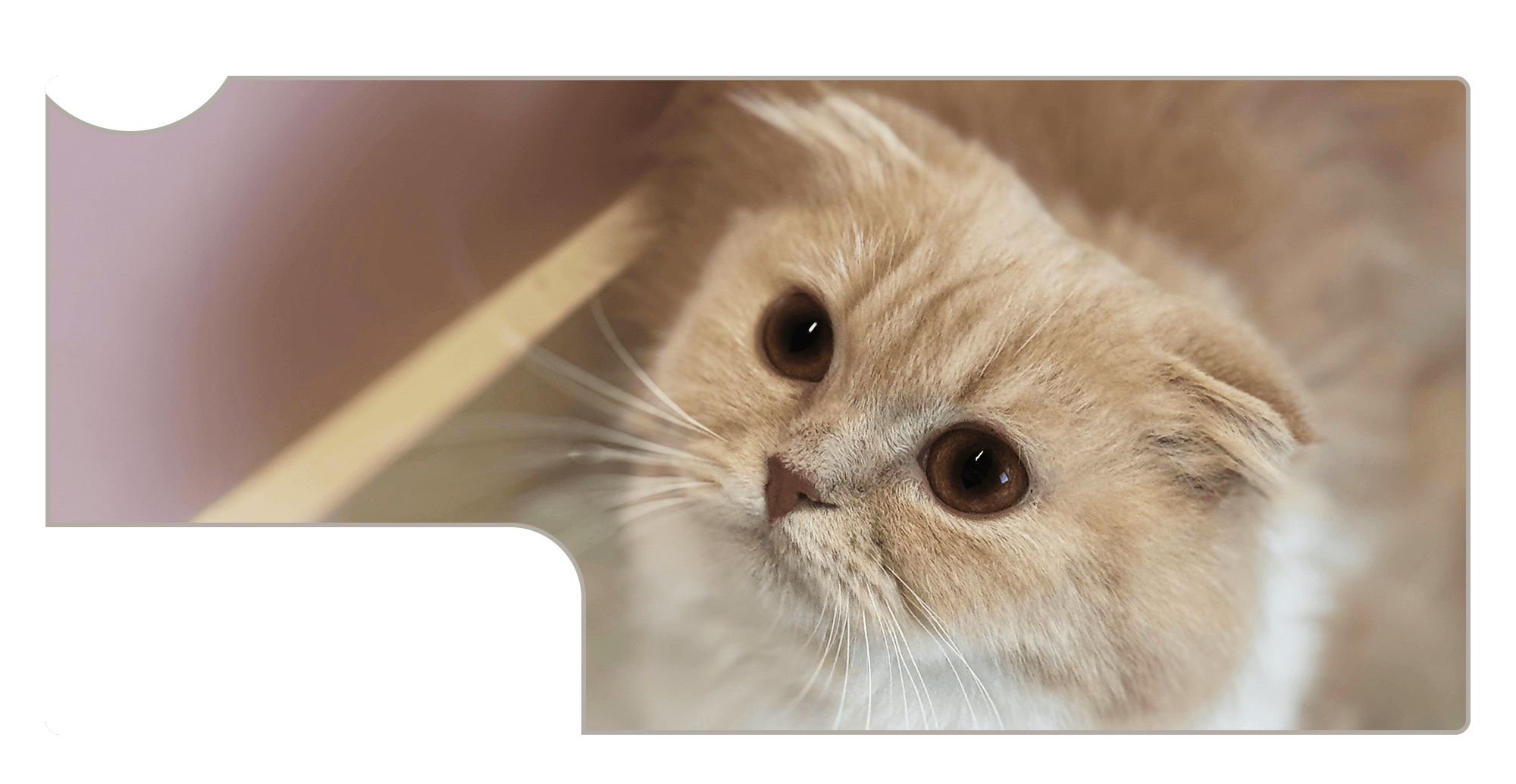 美しく、健やかに。その子らしく。猫のグルーミングを中心に、ペットホテル・ブリーディングまで。