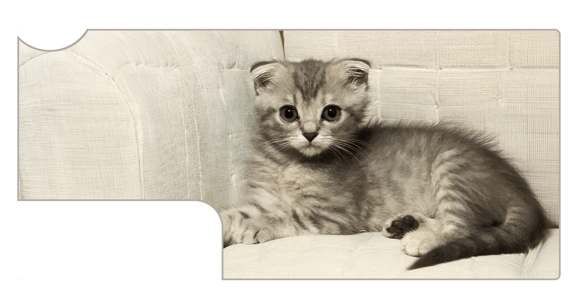 美しく、健やかに。その子らしく。猫のグルーミングを中心に、ペットホテル・ブリーディングまで。